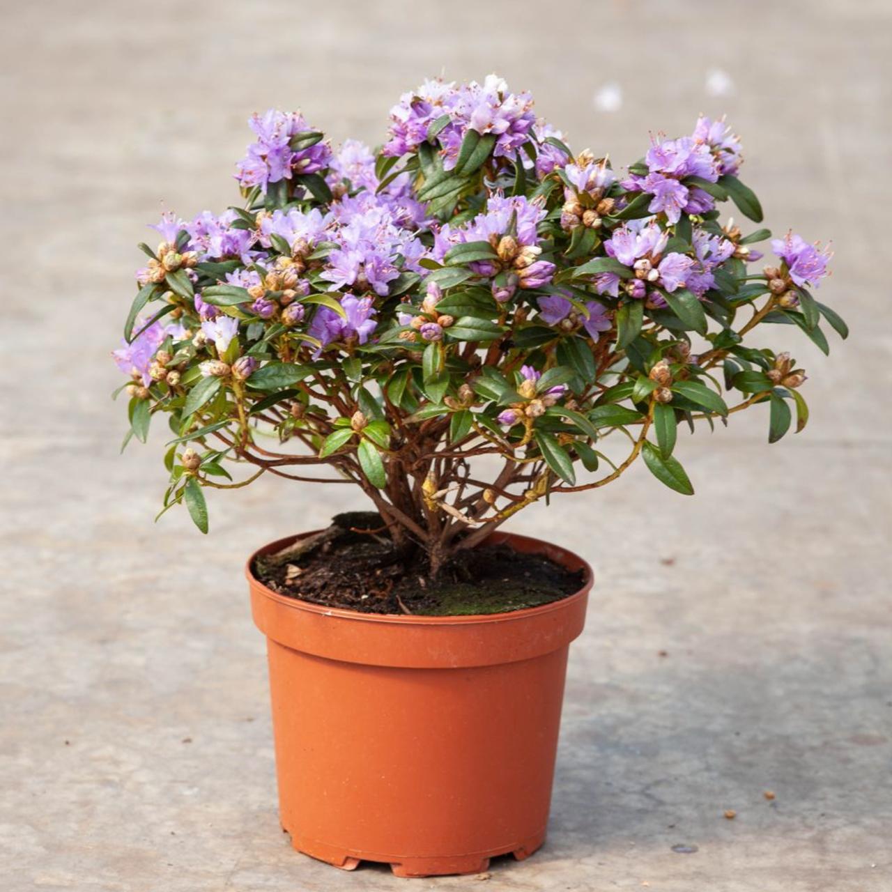 Rhododendron 'Gristede' plant