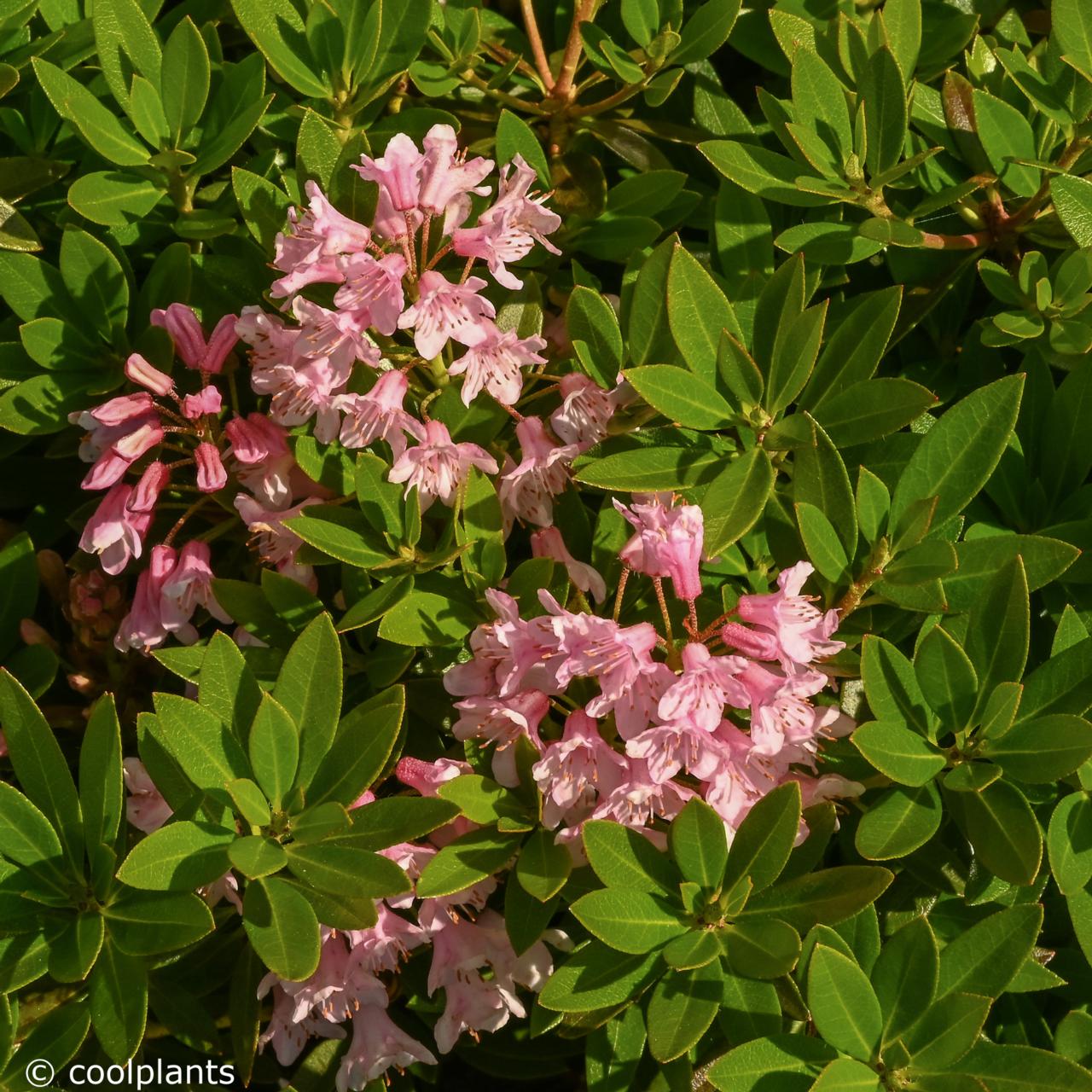 Rhododendron micranthum 'Bloombux' plant