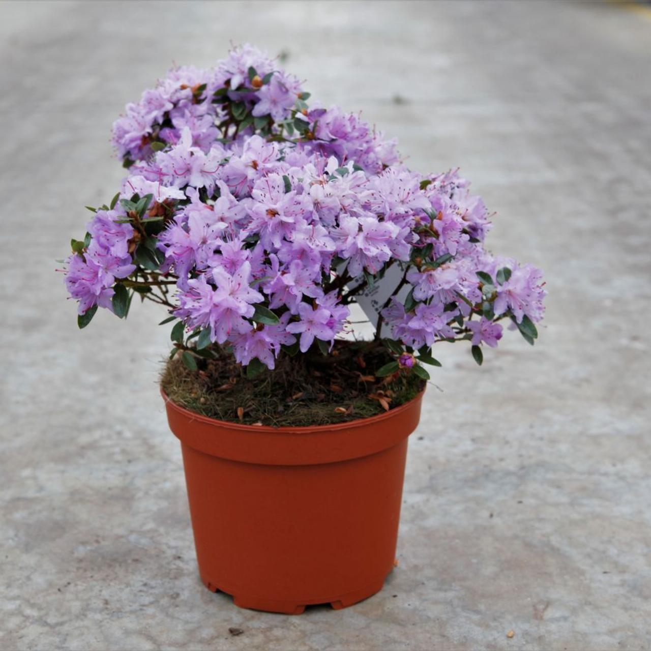 Rhododendron 'Moerheim' plant