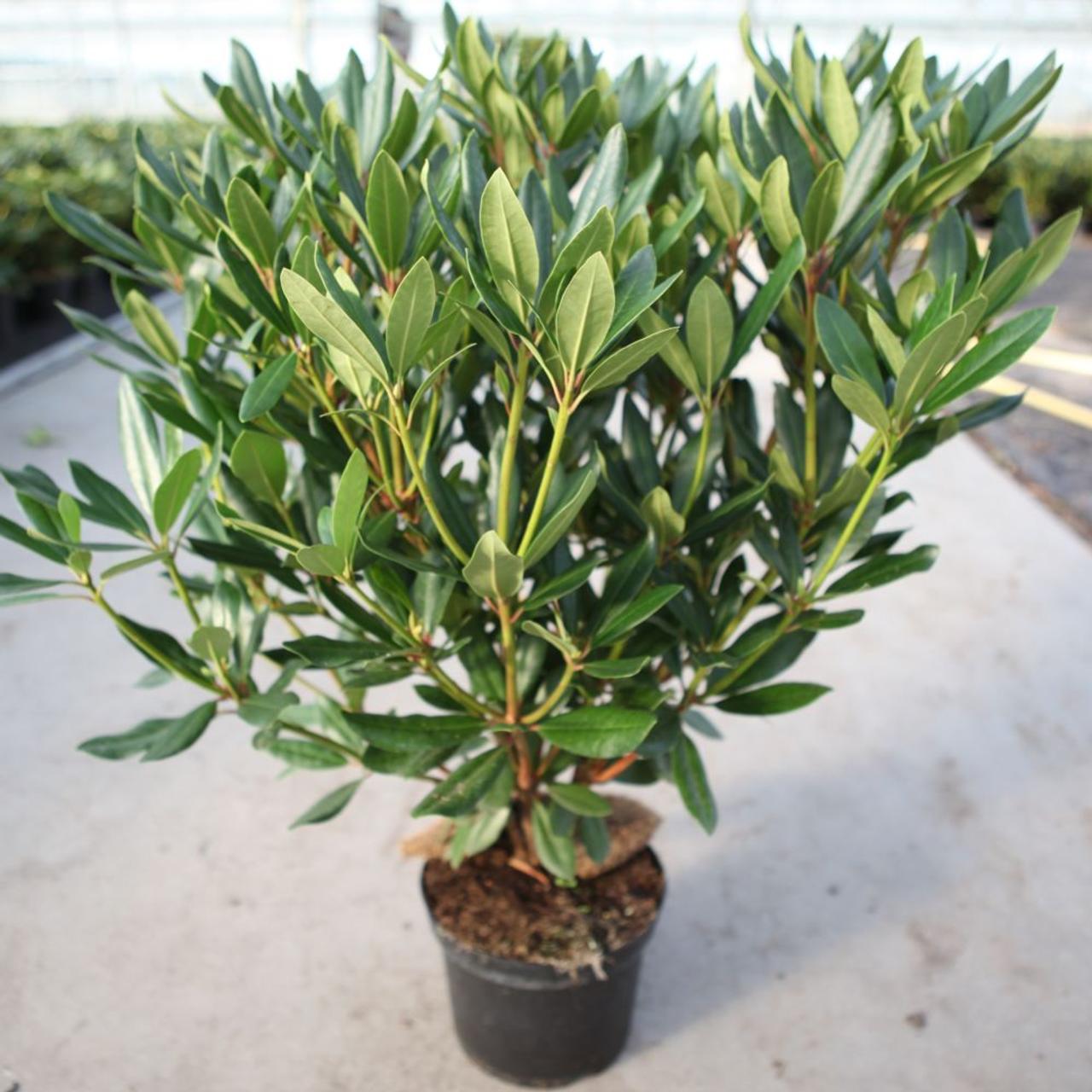 Rhododendron ponticum plant