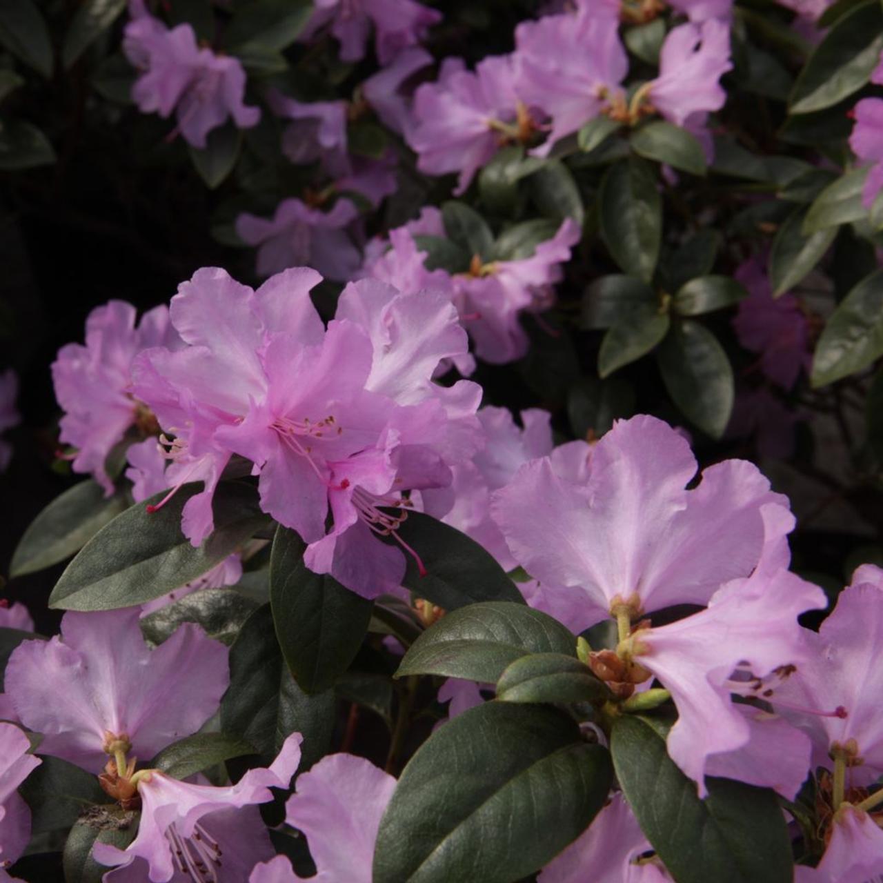 Rhododendron 'Praecox' plant