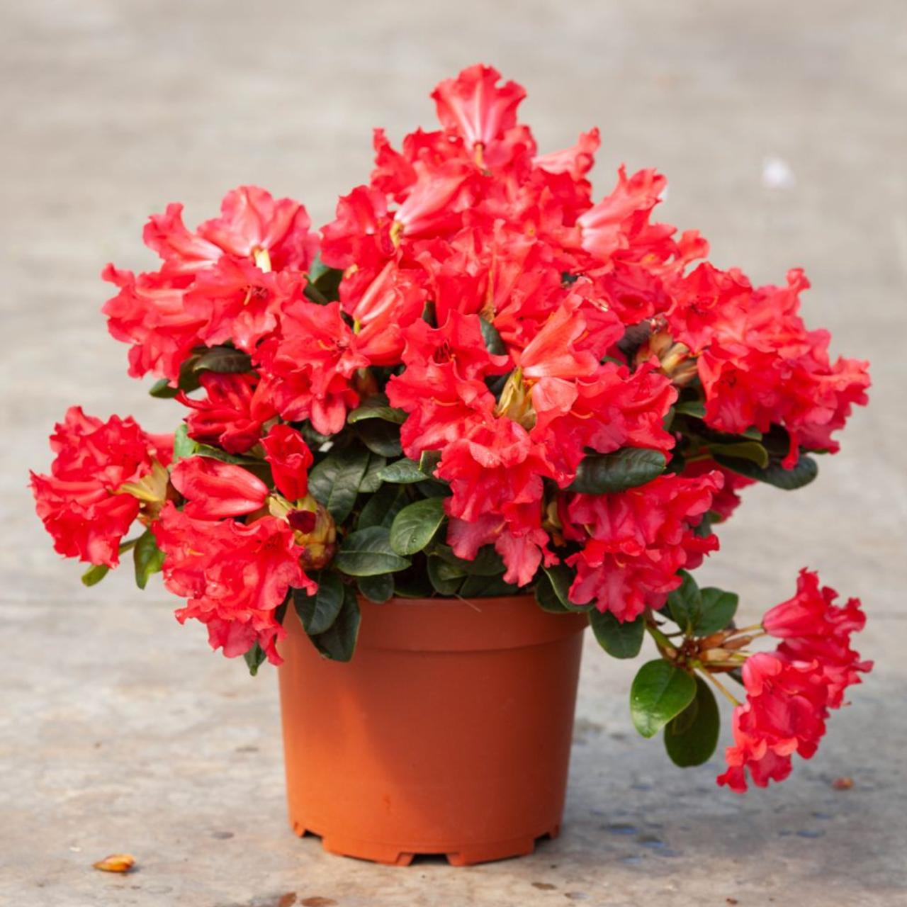 Rhododendron 'Scarlet Wonder' plant