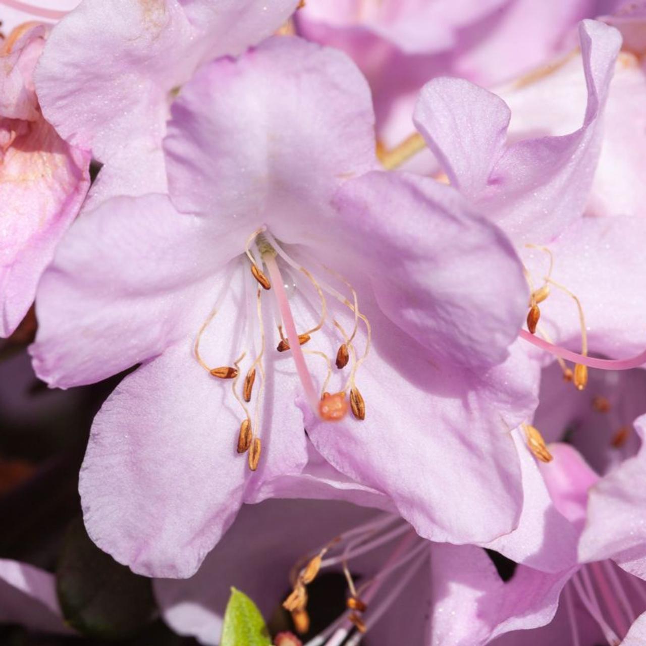 Rhododendron 'Snipe' plant