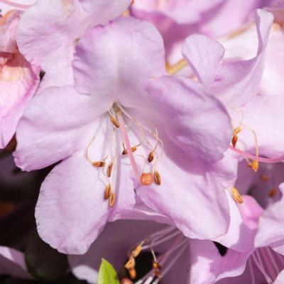 rhododendron-snipe