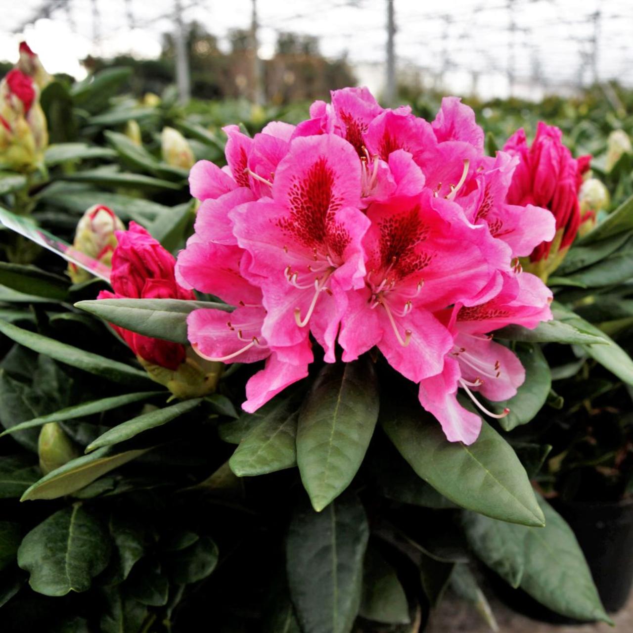 Rhododendron (T) 'Cosmopolitan' plant