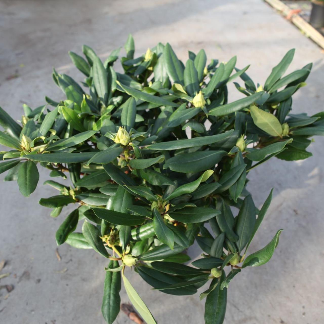 Rhododendron (T) 'Marcel Menard' plant