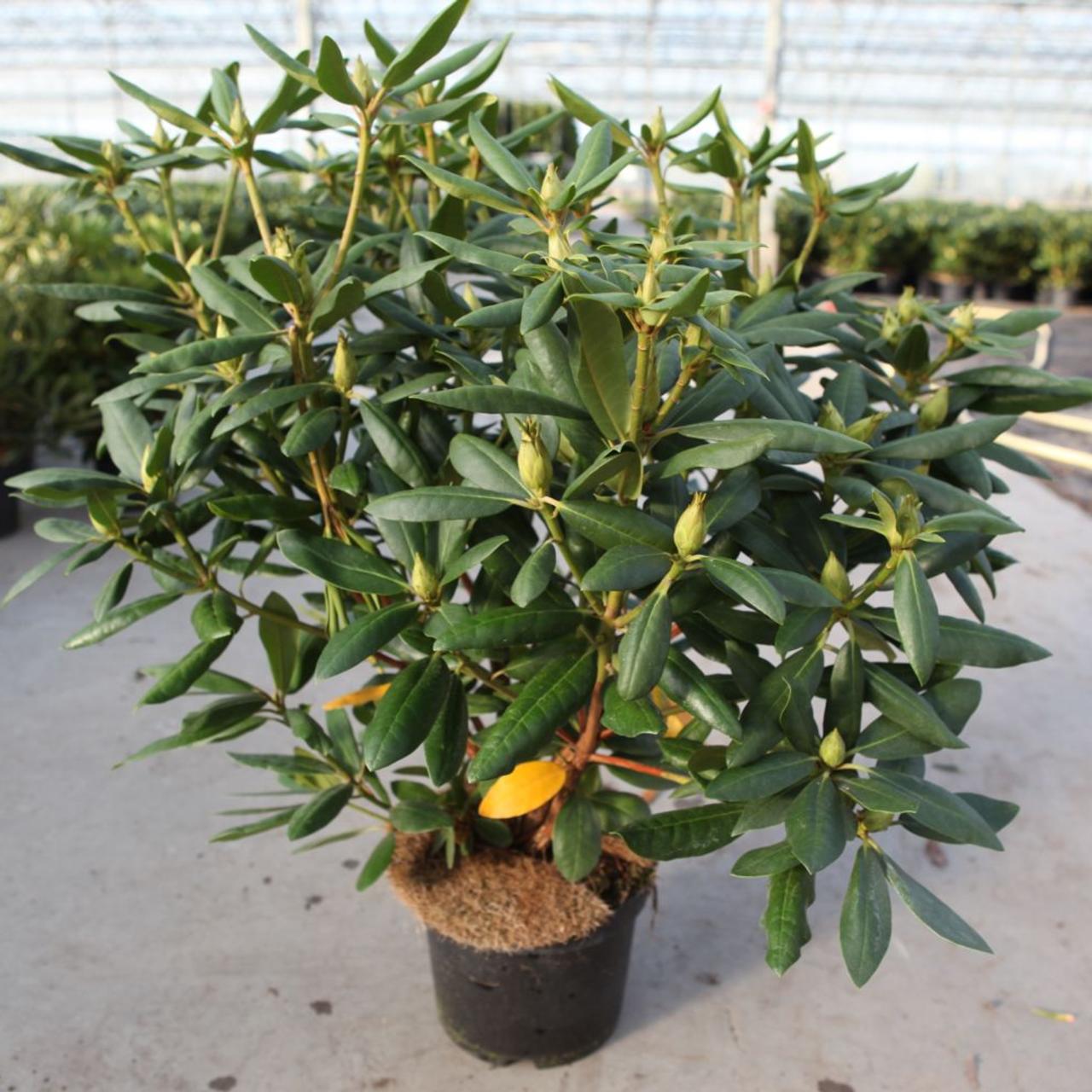 Rhododendron (T) 'Roseum Elegans' plant