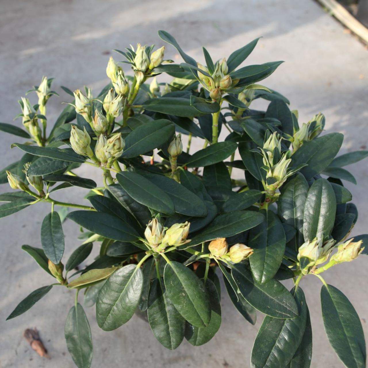 Rhododendron (Y) 'Percy Wiseman' plant
