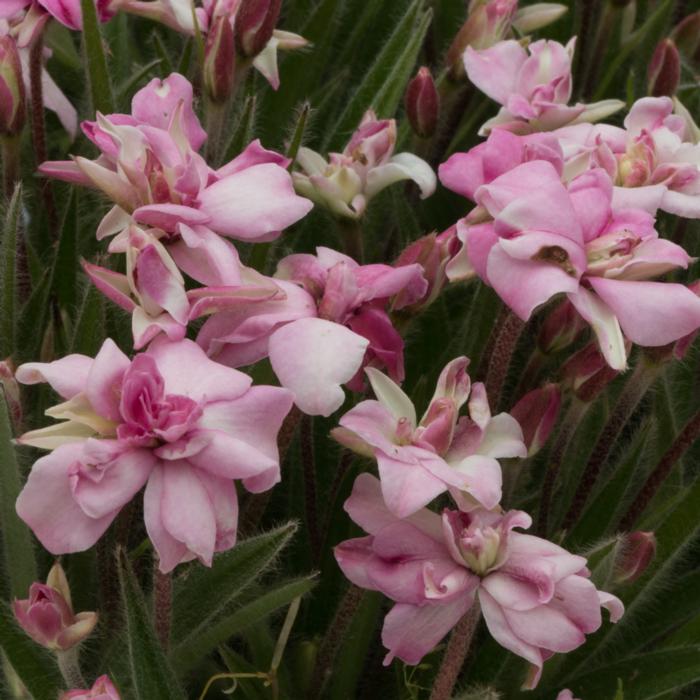 Rhodohypoxis baurii 'Lily Jean' plant