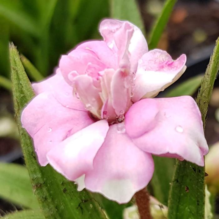 Rhodohypoxis baurii 'Lily Jean' plant