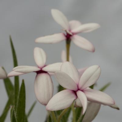 rhodohypoxis-baurii-ruth