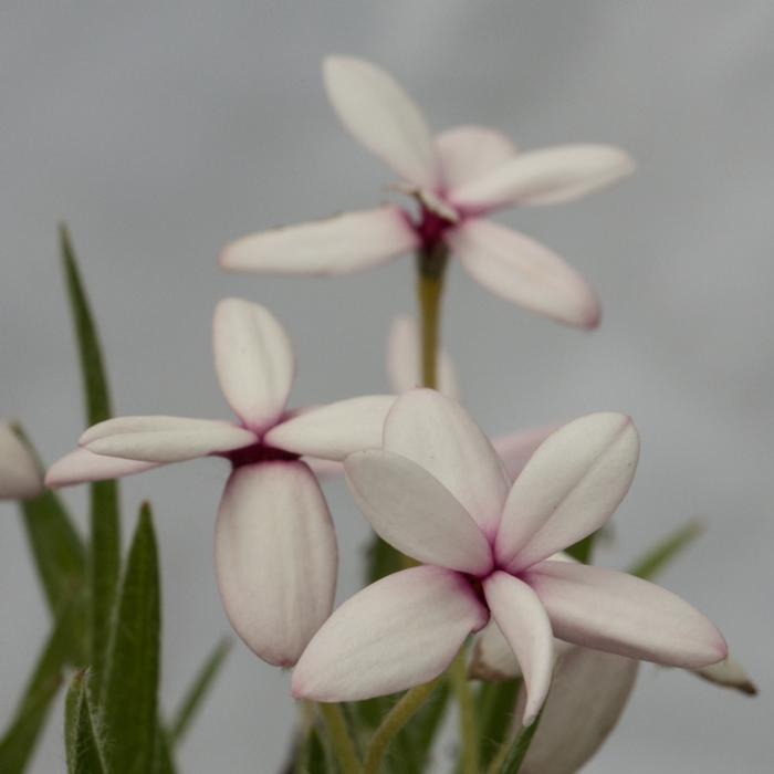 Rhodohypoxis baurii 'Ruth' plant