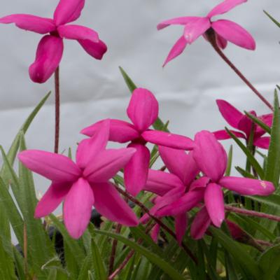 rhodohypoxis-baurii-var-baurrii