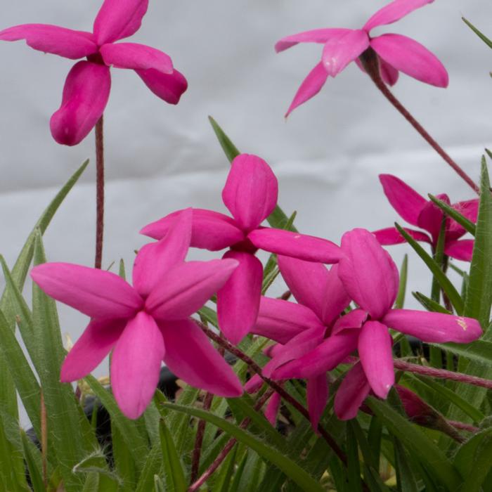 Rhodohypoxis baurii var. baurrii plant