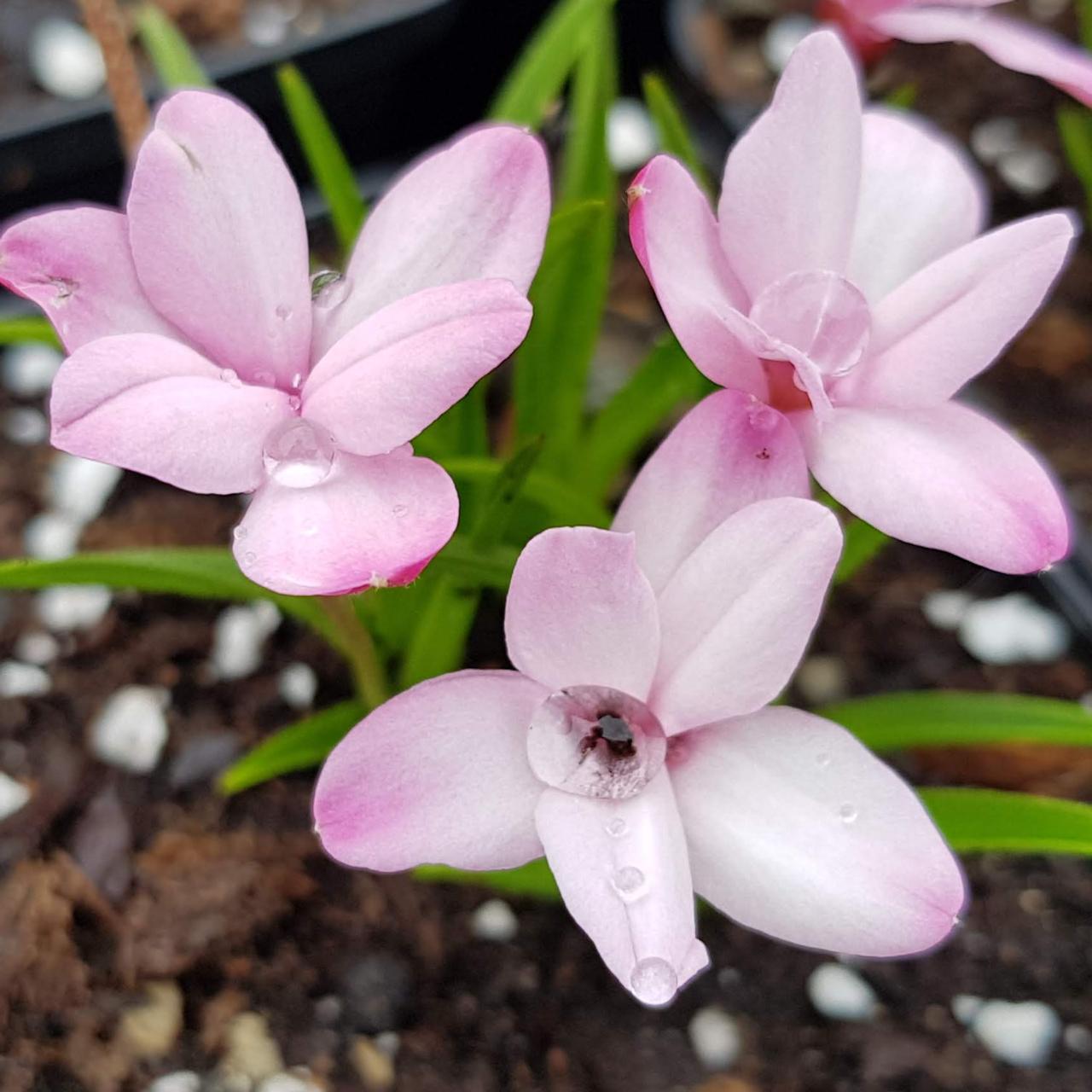 Rhodohypoxis baurii var. confecta plant