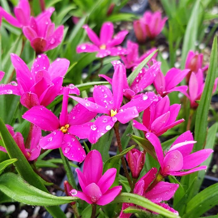 Rhodohypoxis 'Cerise Red' plant