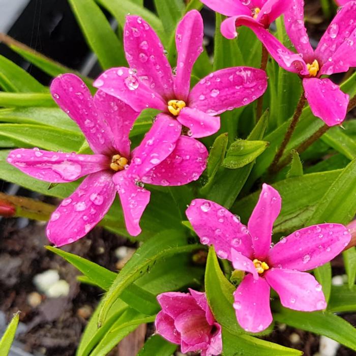 Rhodohypoxis 'Cerise Red' plant