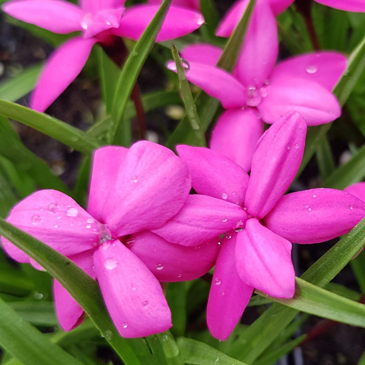 Rhodohypoxis 'Claudia' plant