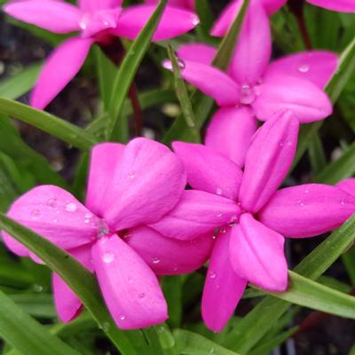 rhodohypoxis-claudia