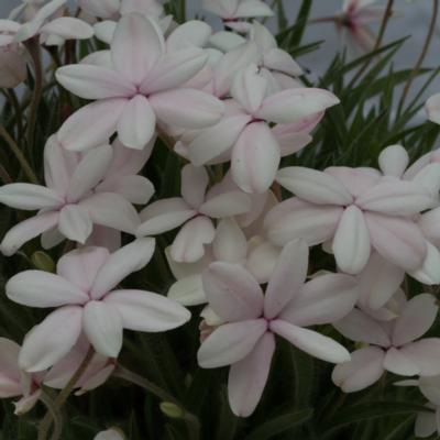 rhodohypoxis-dawn