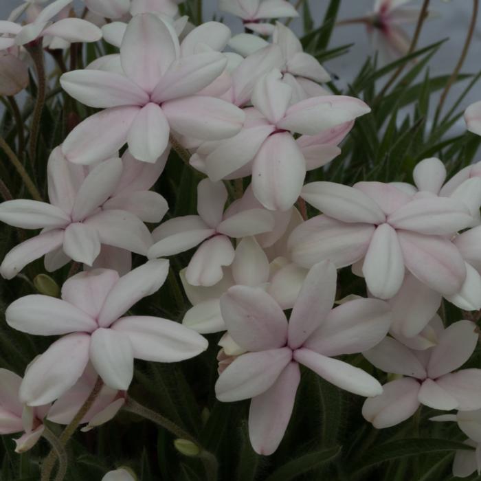 Rhodohypoxis 'Dawn' plant