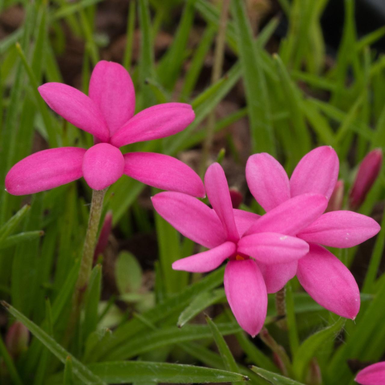 Rhodohypoxis deflexa plant