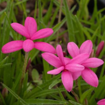 rhodohypoxis-deflexa