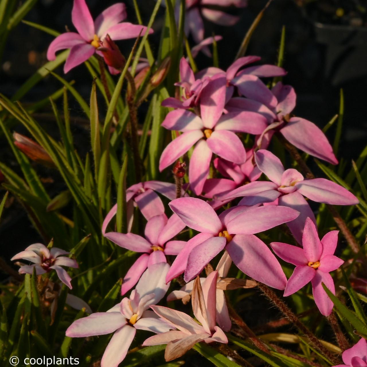 Rhodohypoxis 'Fairy Snow' plant