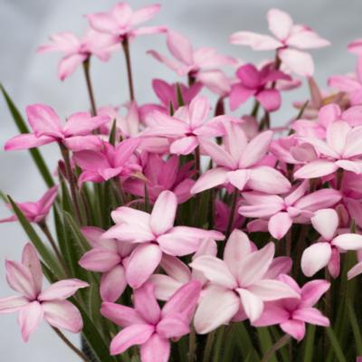 rhodohypoxis-fred-broome