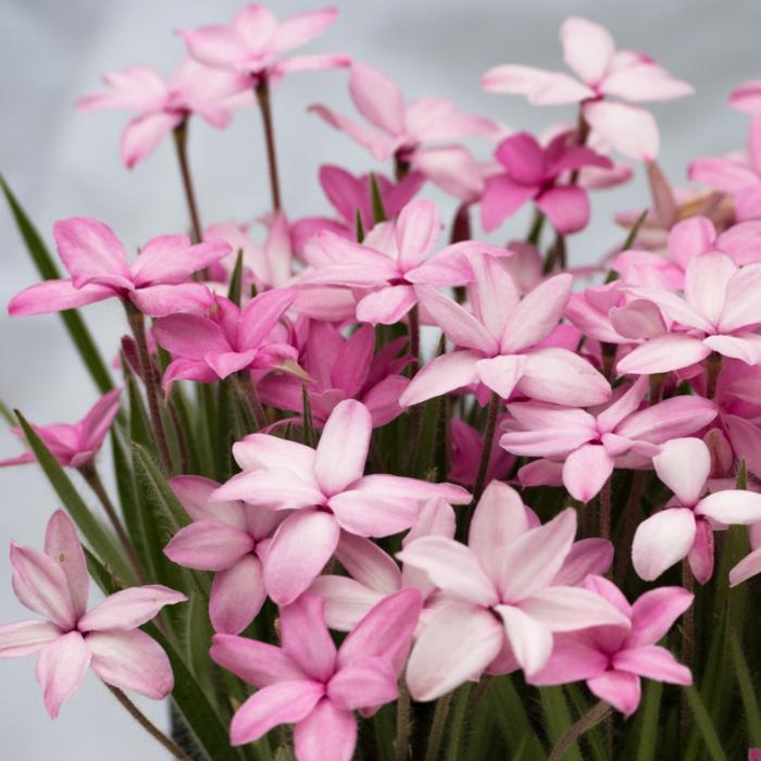 Rhodohypoxis 'Fred Broome' plant