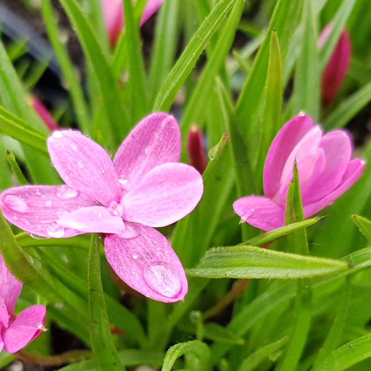 Rhodohypoxis 'Jeanette' plant