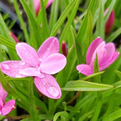 rhodohypoxis-jeanette