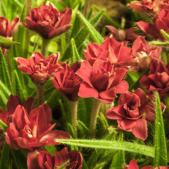 Rhodohypoxis 'Kiwi Joy' plant