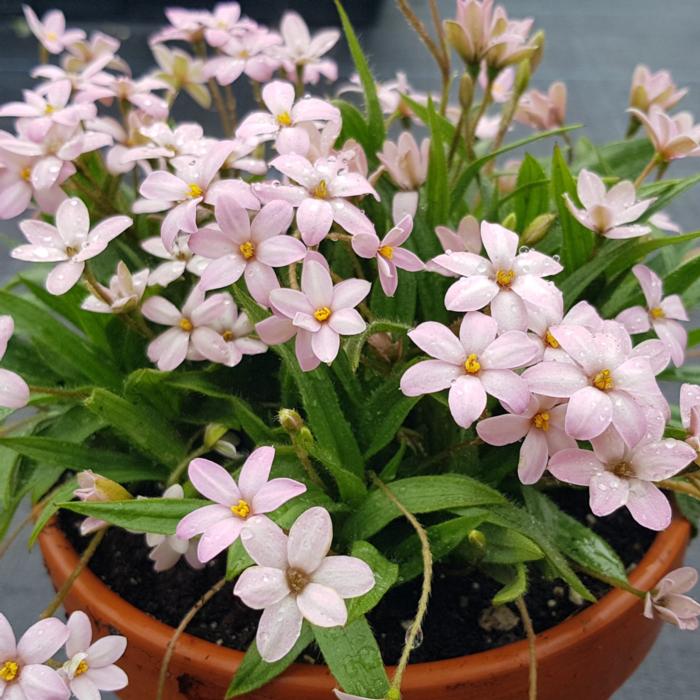 Rhodohypoxis 'Little Pink Pet' plant