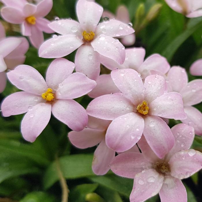 Rhodohypoxis 'Little Pink Pet' plant