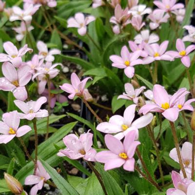 rhodohypoxis-little-pink-pet