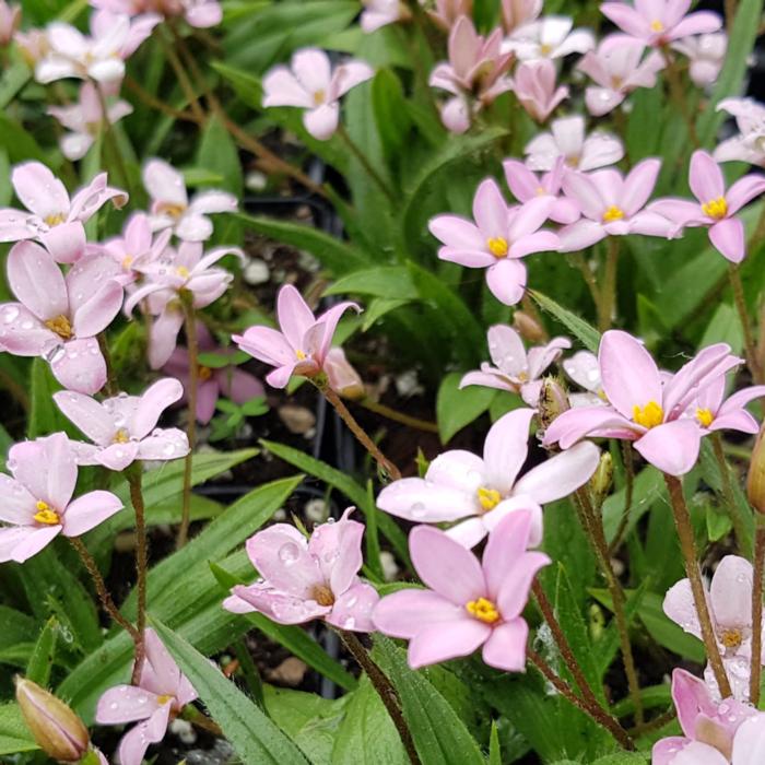 Rhodohypoxis 'Little Pink Pet' plant