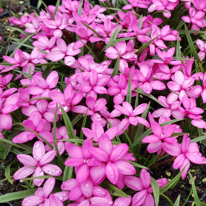 Rhodohypoxis 'Mars' plant