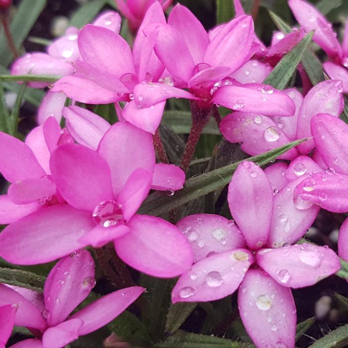 Rhodohypoxis 'Mars' plant