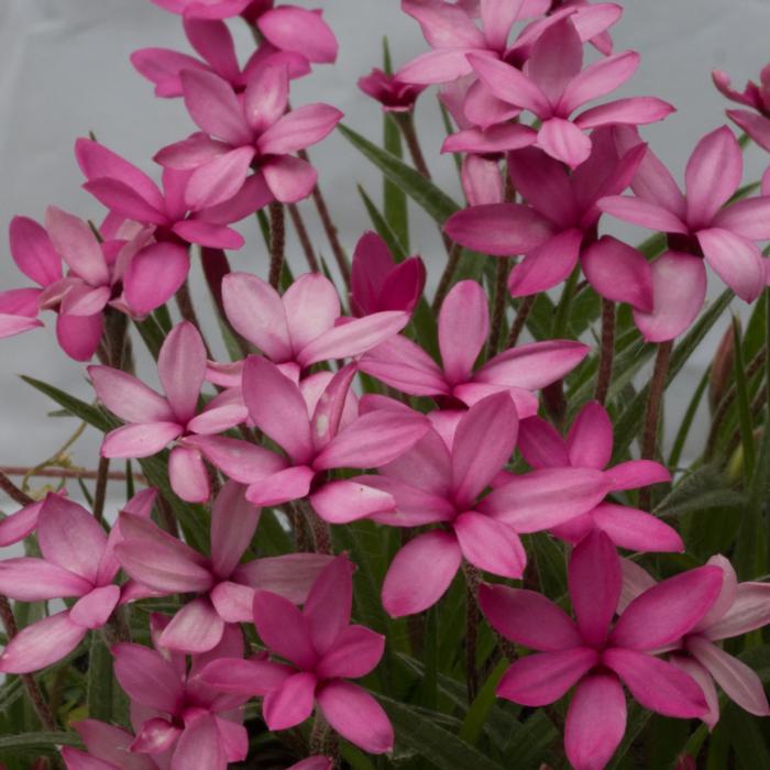 Rhodohypoxis 'Mars' plant