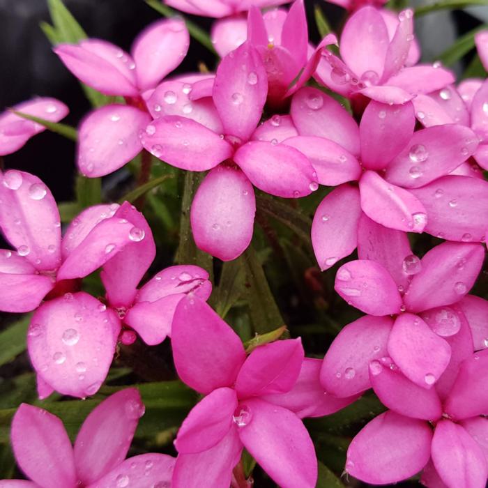 Rhodohypoxis 'Mars' plant