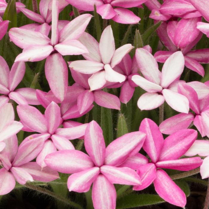 Rhodohypoxis 'Ori Zuru' plant