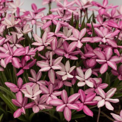 rhodohypoxis-ori-zuru