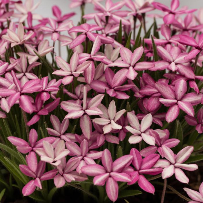 Rhodohypoxis 'Ori Zuru' plant