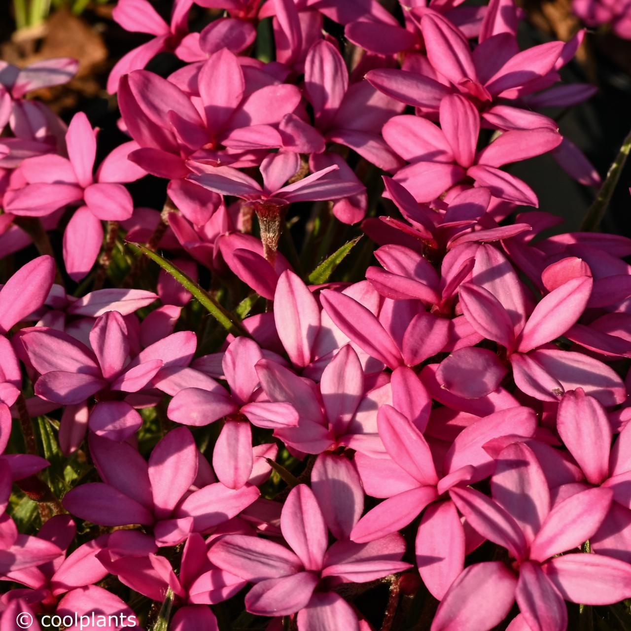 Rhodohypoxis 'Paula' plant