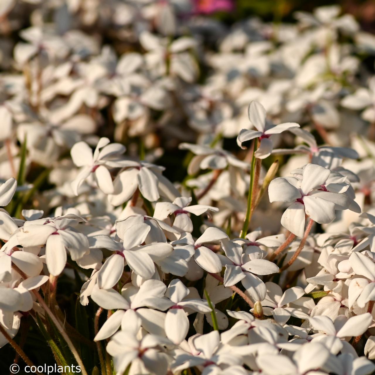 Rhodohypoxis 'Pictus' plant