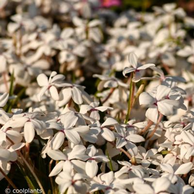 rhodohypoxis-pictus