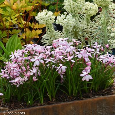 rhodohypoxis-pintado