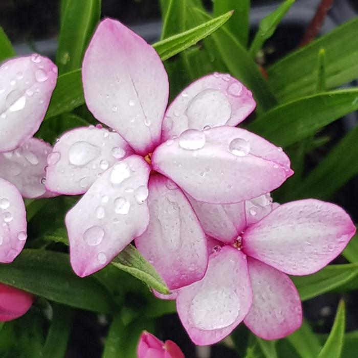 Rhodohypoxis 'Pintado' plant