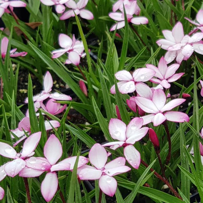 Rhodohypoxis 'Pintado' plant